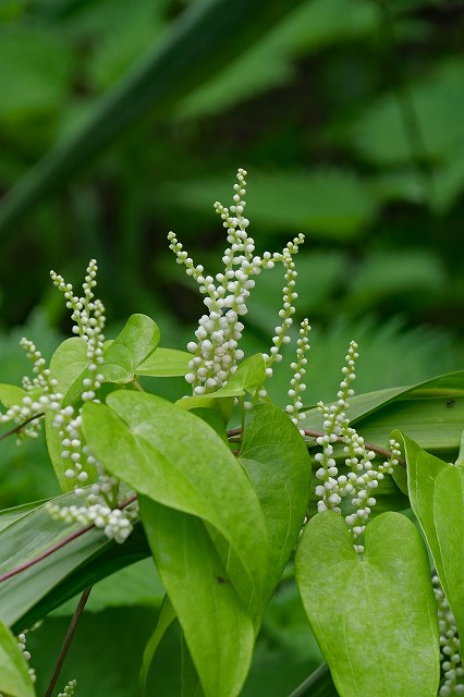 ヤマノイモの雄花序