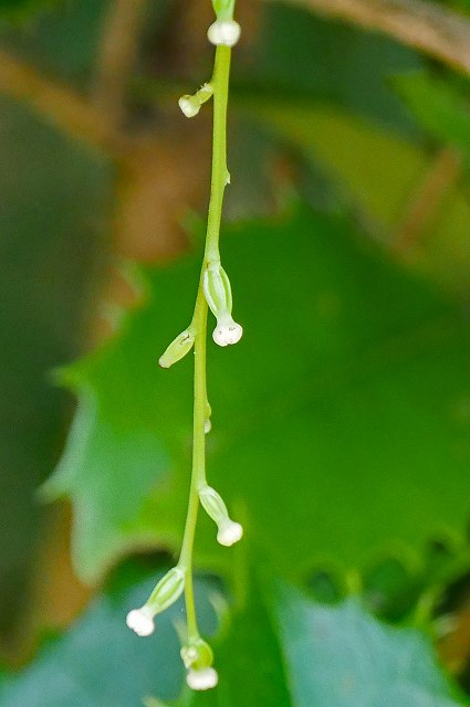 ヤマノイモの雌花序