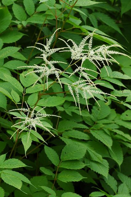 ヤマブキショウマの雌花