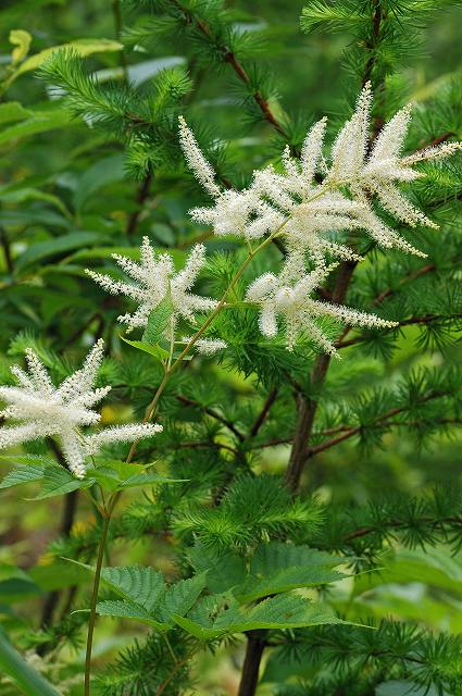 ヤマブキショウマの雄花