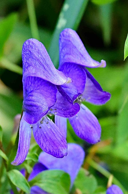 ヤマトリカブトの花