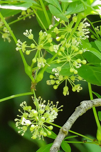 ヤマウコギの雄花