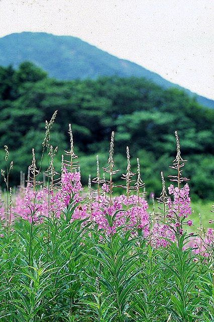 ヤナギラン