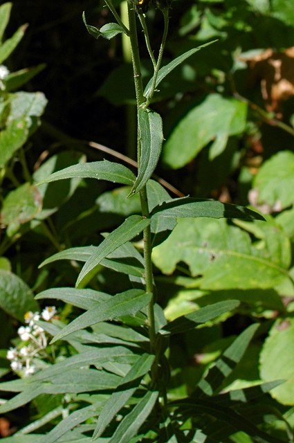 ヤナギタンポポの茎葉