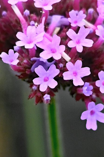 ヤナギハナガサの花