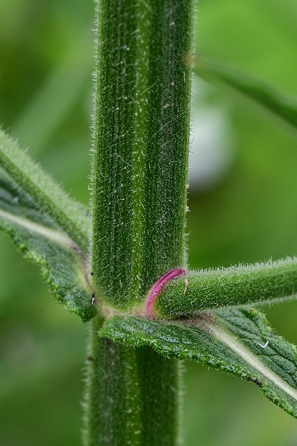 ヤナギハナガサの茎