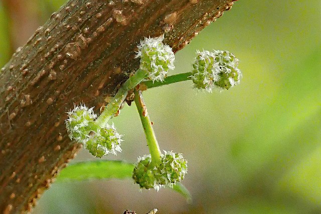 ヤナギイチゴの花-2