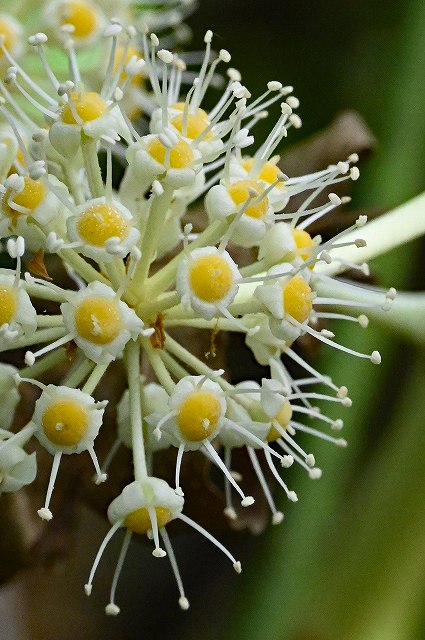 ヤツデの雄花