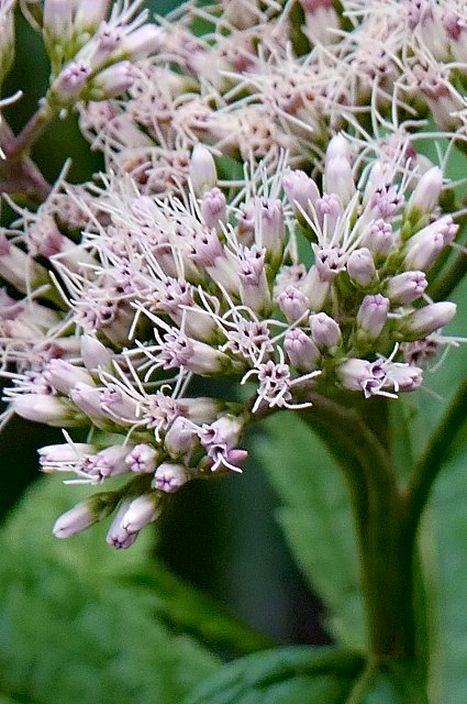 ヨツバヒヨドリの花