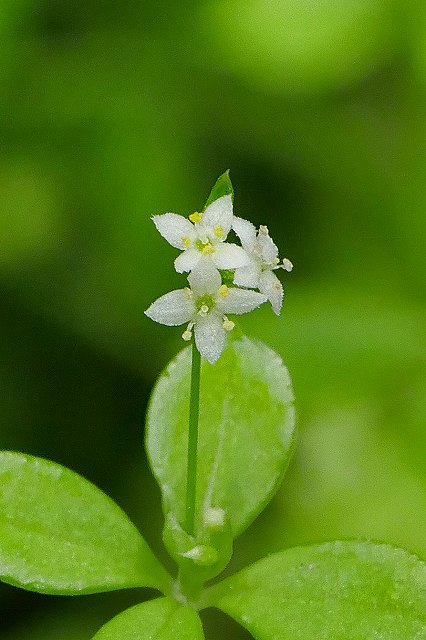 ヨツバムグラの花序