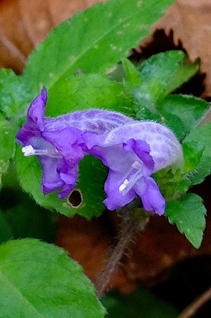 ユキミバナの花