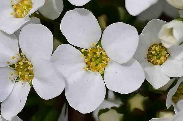 ユキヤナギの花