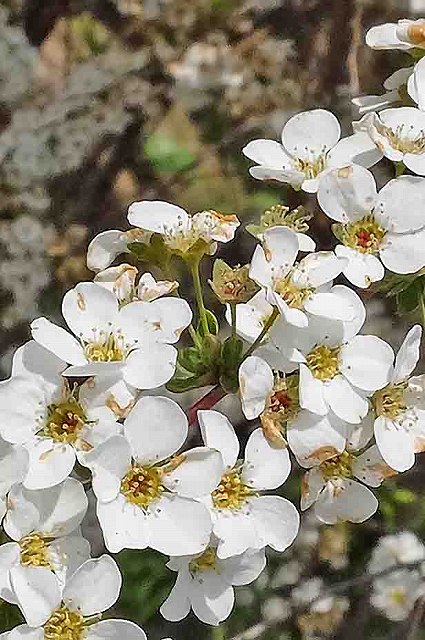 ユキヤナギの花-2