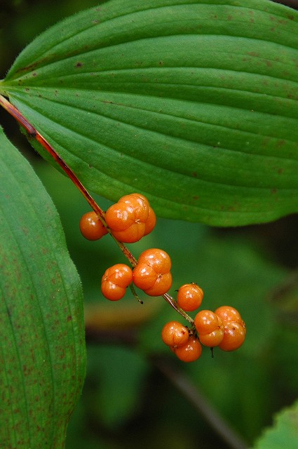 ユキザサの果実（虫こぶ）