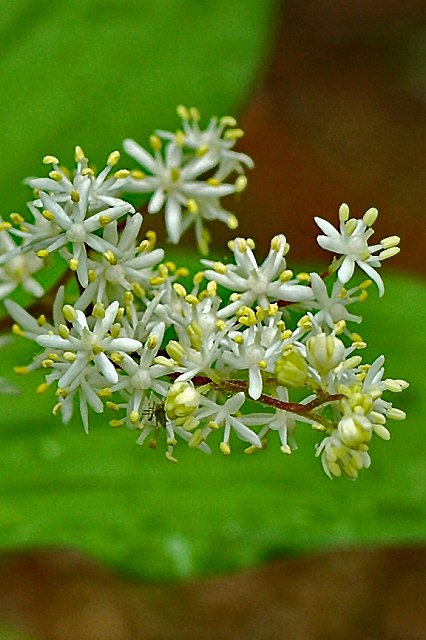 ユキザサの花