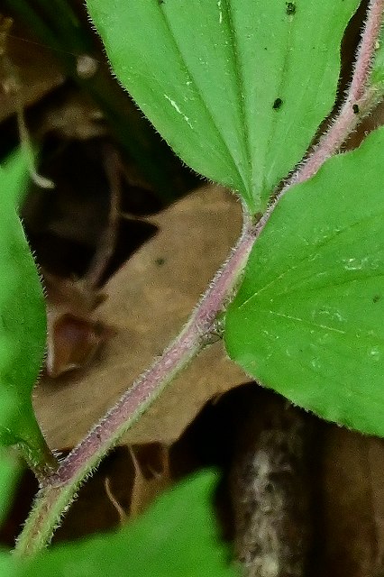 ユキザサの茎