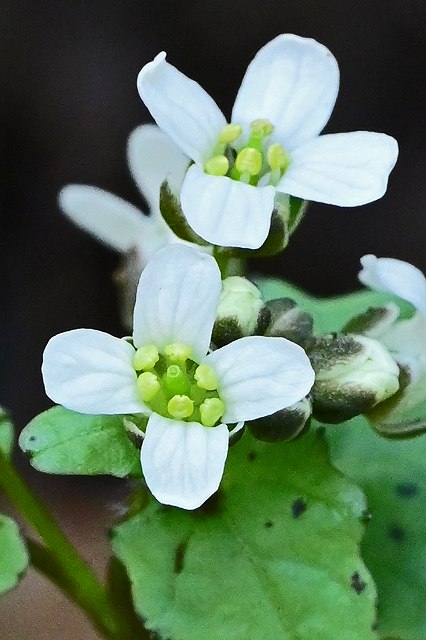 ユリワサビの花