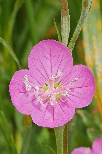 ユウゲショウの花