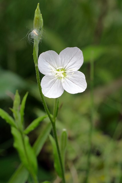 ユウゲショウの白花