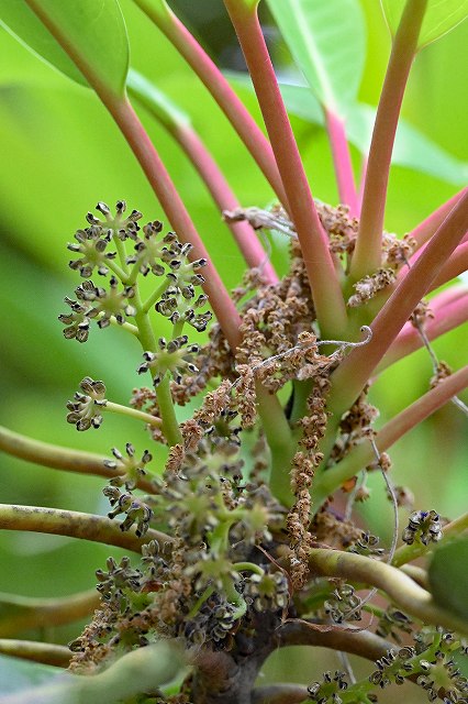 ユズリハの花（雄花）