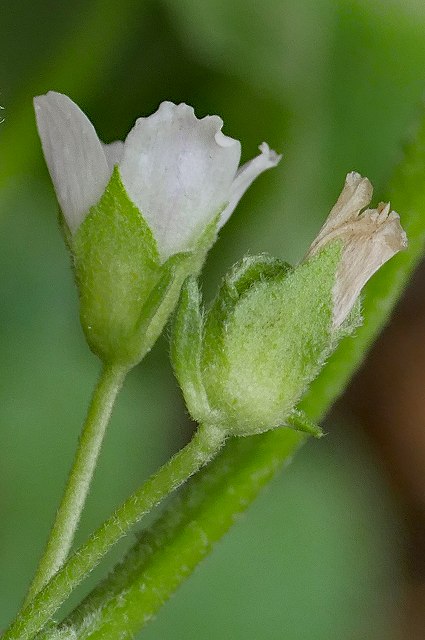 ゼニバアオイの花-2